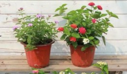 仁济医院视频爆料事件最新,真相与争议交织的医患关系漩涡