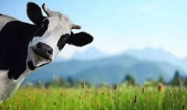 韩国奶牛电影在线观看,温情脉脉的田园牧歌