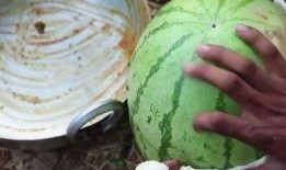 吃瓜网菜网红叫什么名字,揭秘吃瓜网菜网红的神秘面纱