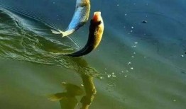 娱乐吃瓜钓鱼视频