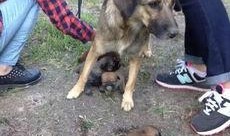 狗崽爆料动漫视频大全,动漫视频大全精彩瞬间大盘点