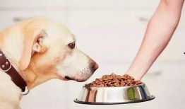 吃狗粮视频爆料大全图片,笑料百出，情感纠葛尽收眼底