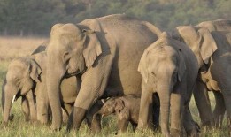 大象新闻爆料情感剧本是真的吗,真相揭秘，是虚构还是真实？