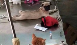 巴哥爆料雷利视频大全,雷利视频大全精彩瞬间大汇总