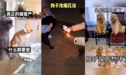 爆料配音搞笑视频下载,揭秘搞笑配音界的“黑科技”