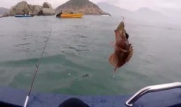 娱乐吃瓜钓鱼视频