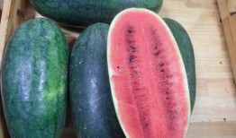 网红吃瓜爆料黑科,黑科背后的惊人真相